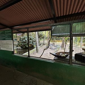 Saltwater Crocodile Exhibit #2