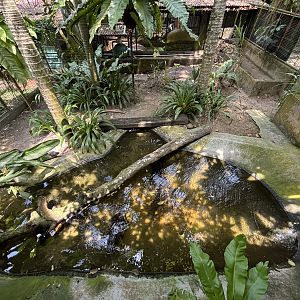Spectacled Caiman Exhibit
