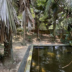 American Alligator Exhibit