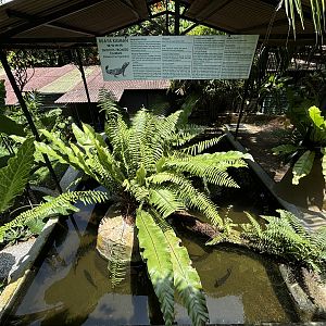 Smooth-fronted Caiman Exhibit