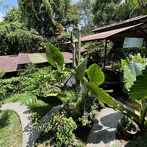 Smooth-fronted Caiman Exhibit
