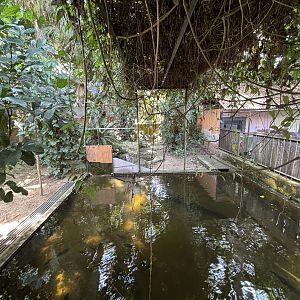 Saltwater Crocodile Exhibit #3