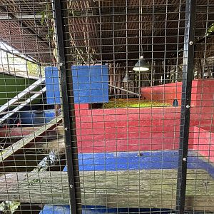 Reticulated Python Exhibit #1