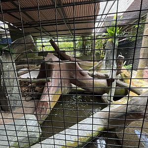 Burmese Python Exhibit #1