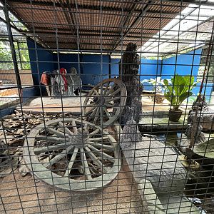 Burmese Python Exhibit #2