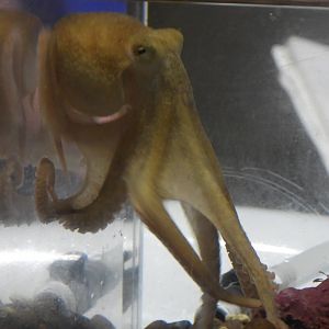 Octopus rubescens