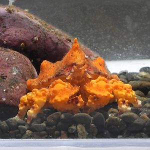 Lopholithodes mandtii (juvenile)