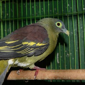 Grey-cheeked green pigeon (Treron griseicauda griseicauda)