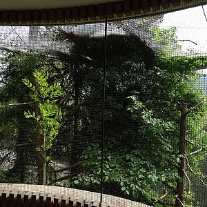 European eagle owl aviary