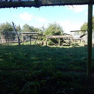 Tiger habitat 030924