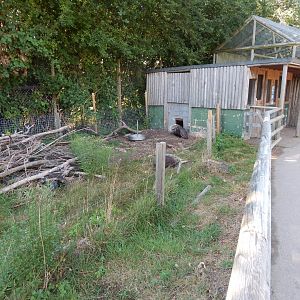 Crested porcupine habitat 030924