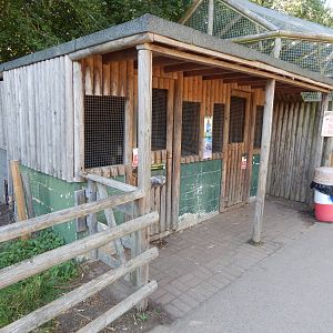 Crested porcupine habitat 030924