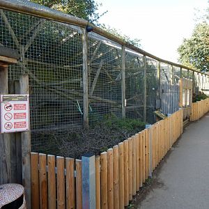 South American coati habitat 030924