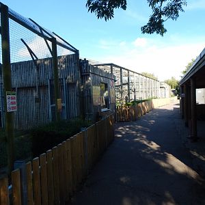 Big cat habitats 030924