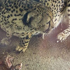 South African cheetah 030924