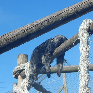 Binturong 030924