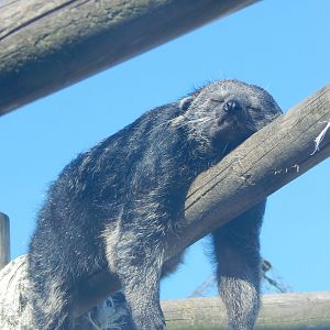 Binturong 030924
