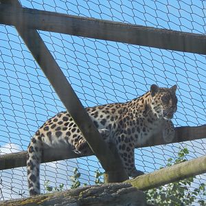 Amur leopard 030924