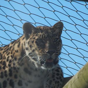 Amur leopard 030924