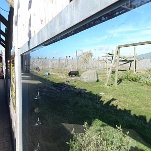 Manchurian black bear exhibit 030924