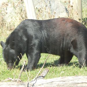 Manchurian black bear 030924