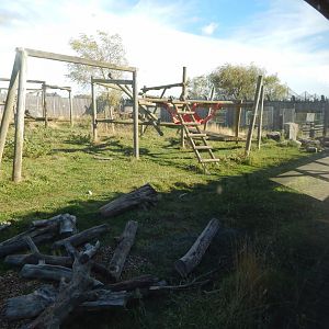Manchurian black bear exhibit 030924