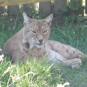 Northern lynx 030924