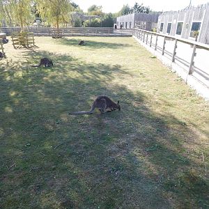 Red-necked wallaby exhibit 030924