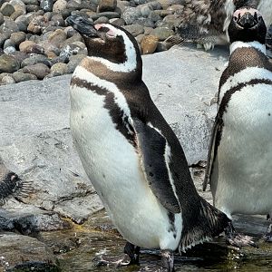 Magellanic Penguin
