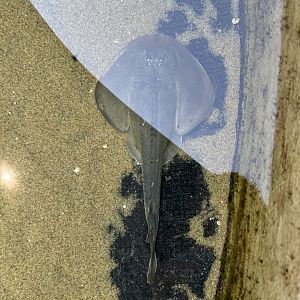 Thornback Guitarfish