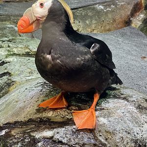 Tufted Puffin