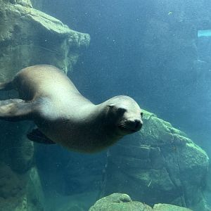 California Sea Lion