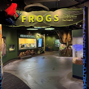 New Frogs Gallery