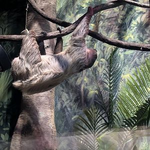Linne's Two Toed Sloth
