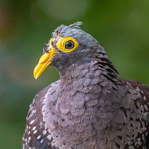 African Olive Pigeon (Columba Arquatrix)