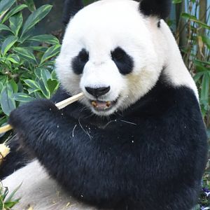Giant Panda (Ailuropoda melanoleuca)