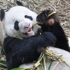 Giant Panda (Ailuropoda melanoleuca)