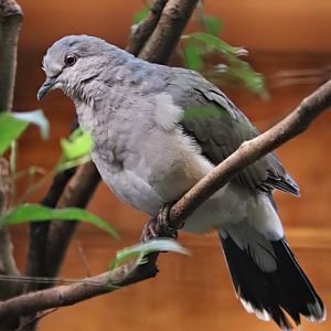 Orange-winged white-tipped dove (Leptotila verreauxi decipiens)