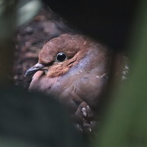 Lesser Antilles Zenaida dove (Zenaida aurita aurita)