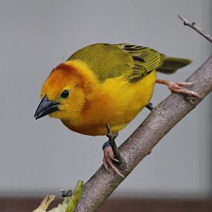 Taveta weaver (Ploceus castaneiceps)
