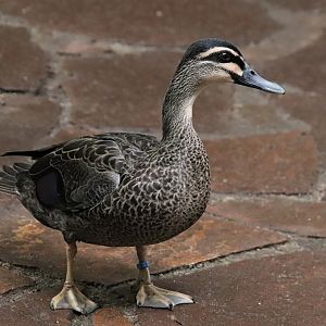 New Zealand black duck (Anas superciliosa superciliosa)
