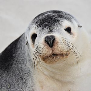 Australian Sea Lion