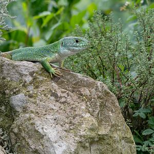 Moroccan eyed lizard (Timon tangitanus)