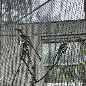 Desert: Male Hornbills