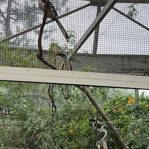 Desert: Female Hornbills
