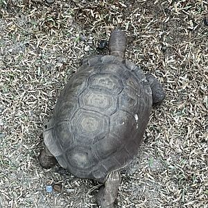 Desert: Desert Tortoise