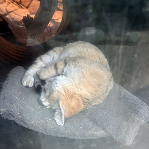 Desert: Sand Cat having a Cat Nap