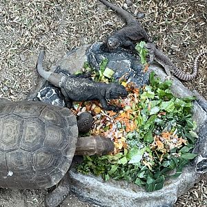 Desert: Sonora Desert Reptiles Feeding