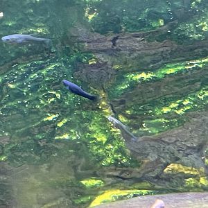 Desert: Unsigned Topminnows with Pupfish