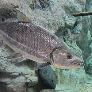 Goliath tigerfish (Hydrocynus goliath)